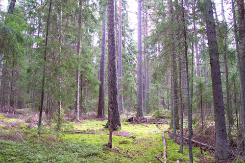 Karrangen